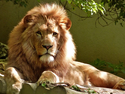 Best Safaris in the World