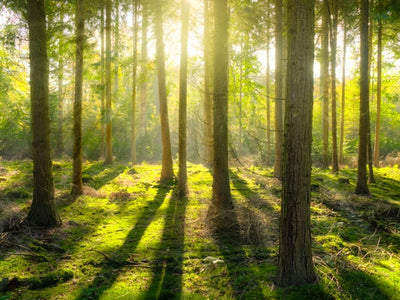 The most beautiful forests in the world