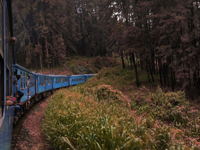 Best train journeys view of the train and forest