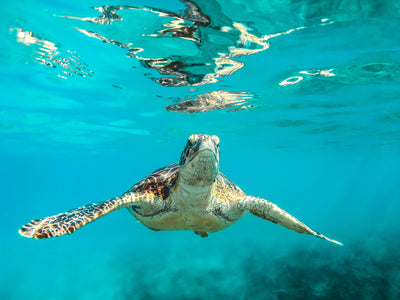 From Dragons' Den to the Oscars: What Happens When a Turtle Sticks its Neck Out