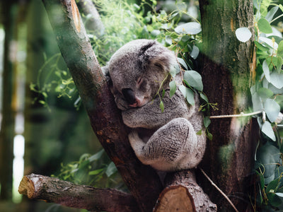 How To Nap! Which of These 11 Nap Types Is Best For You?